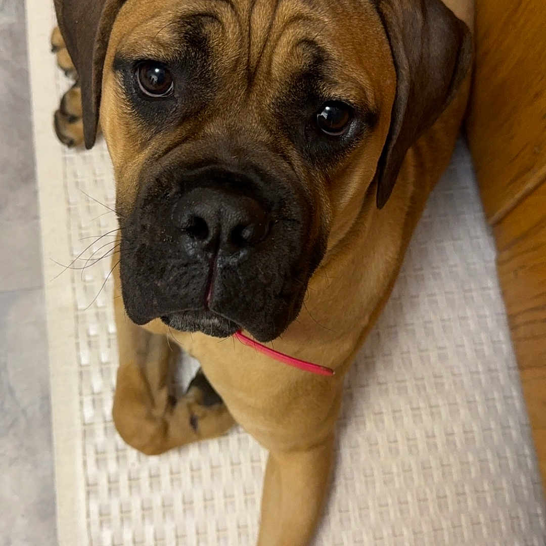 Stormy is registered to the contest to win money with this photo: accessories, animal, boxer, bulldog, canine, dog, frenchbulldog, hound, indoors, interiordesign, person, pet, pitbull, pug, puppy, sleeping, snout, strap