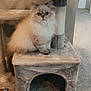 cat, fluffy_cat, cat_tree, indoor, pet, carpet, furniture, beige, cute, animal, feline, wide_eyes, sitting, cozy, household, domestic, soft_texture, playful, kitten, resting
