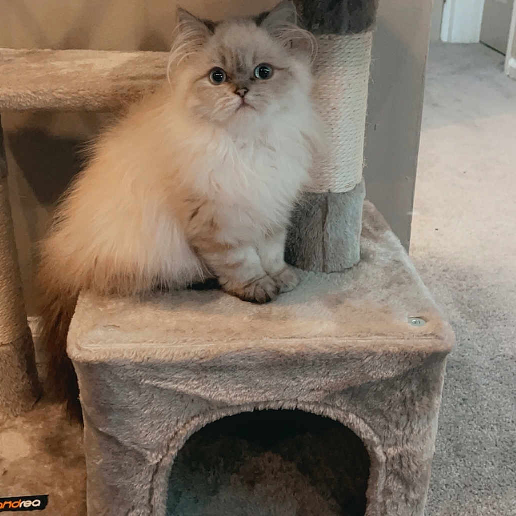 Lulu is registered to the contest to win money with this photo: animal, beige, carpet, cat, cat_tree, cozy, cute, domestic, feline, fluffy_cat, furniture, household, indoor, kitten, pet, playful, resting, sitting, soft_texture, wide_eyes