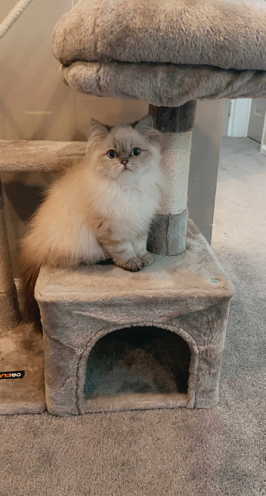 Lulu is registered to the contest to win money with this photo: cat, fluffy_cat, cat_tree, indoor, pet, carpet, furniture, beige, cute, animal, feline, wide_eyes, sitting, cozy, household, domestic, soft_texture, playful, kitten, resting