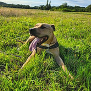 Pierron Luna a rejoint le concours — aidez-le/la à gagner de superbes lots ! dog, grass, field, outdoor, sunlight, tongue, happy, canine, nature, collar, pet, summer, greenery, sky, clouds, animal, resting, playful, muzzle, ears
