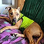 dog, pet, indoor, bed, blanket, purple_bedspread, green_vest, canine, relaxed, looking_at_camera, fur, ears, paw, tail, wooden_furniture, home, cozy, comfort, animal, portrait