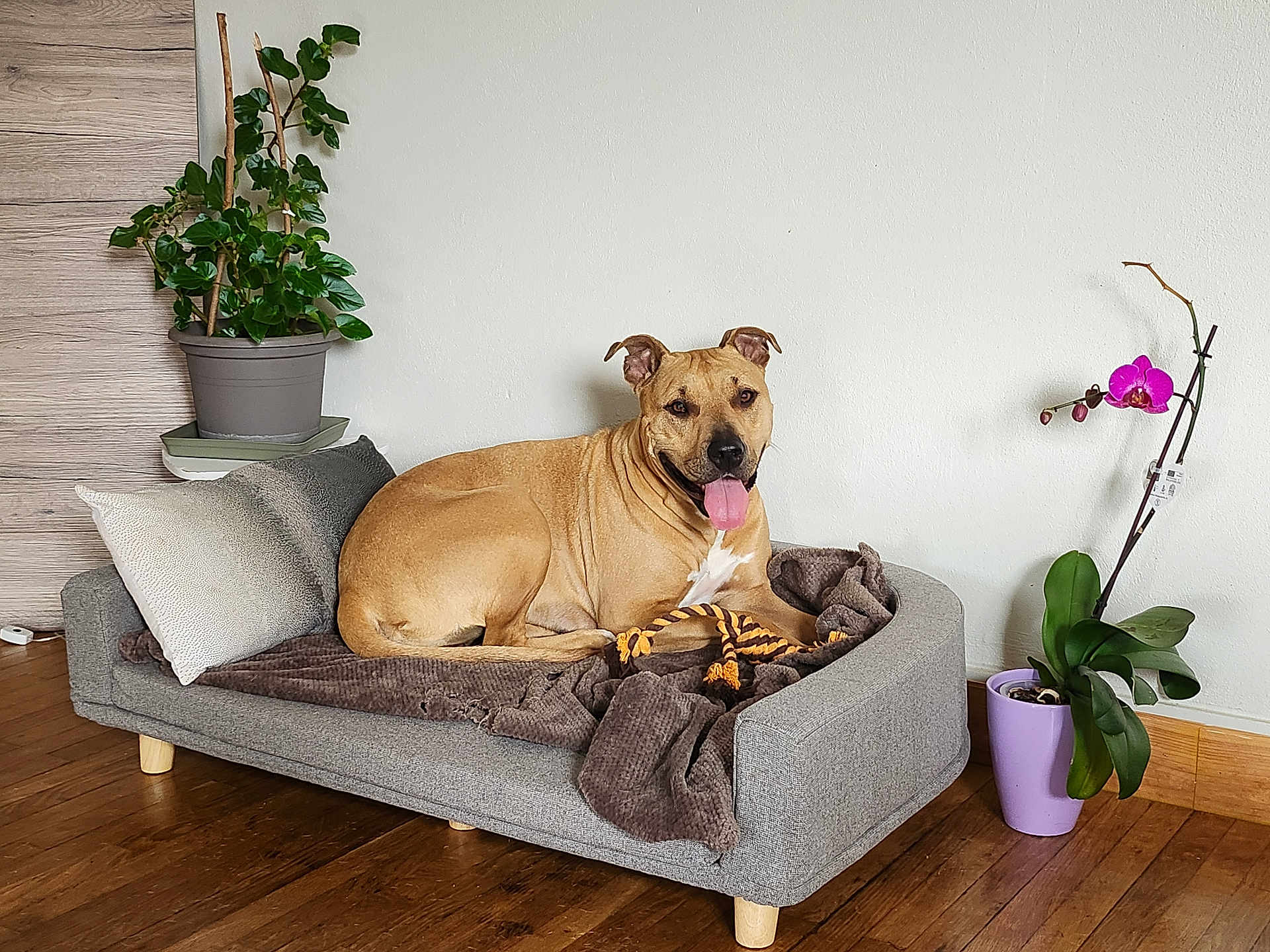 Pierron Luna a rejoint le concours — aidez-le/la à gagner de superbes lots ! dog, pet_sofa, blanket, pillow, plant, orchid, indoor, wooden_floor, happy_dog, tongue_out, cozy, home, living_room, brown_dog, gray_sofa, green_leaves, purple_pot, relaxed, cute, domestic