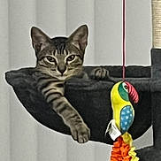 Jasper joined the competition — help win amazing prizes! animal, background, bird_toy, cat, cozy, curious, domestic_cat, feline, hammock, hanging_toy, indoor, neutral, paw, perch, pet, playful, relaxed, striped, tabby, toy
