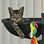 animal, background, bird_toy, cat, cozy, curious, domestic_cat, feline, hammock, hanging_toy, indoor, neutral, paw, perch, pet, playful, relaxed, striped, tabby, toy