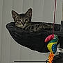 animal, black_bed, cat, cat_bed, cat_tree, closeup, curious, domestic_cat, feline, hammock, indoor, pet, playful, relaxed, resting, striped_cat, tabby_cat, toucan_toy, toy, vertical_blinds