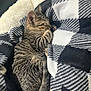cat, kitten, tabby, sleeping, cozy, blanket, plaid, fur, pet, resting, indoor, cute, animal, tabby_cat, soft, comfort, nap, feline, warm, relaxation