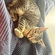 Jasper joined the competition — help win amazing prizes! cat, tabby_cat, sleeping, resting, feline, fur, paw, quilt, textured, gray, indoor, cozy, relaxed, animal, pet, whiskers, ears, striped, nap, soft_light