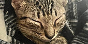 Jasper is registered to the contest to win money with this photo: cat, kitten, sleeping, tabby, cozy, blanket, fur, pet, animal, cute, resting, whiskers, paw, closeup, soft, domestic, peaceful, indoor, warm, comfort