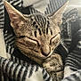 cat, kitten, sleeping, tabby, cozy, blanket, fur, pet, animal, cute, resting, whiskers, paw, closeup, soft, domestic, peaceful, indoor, warm, comfort