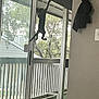 Jasper is registered to the contest to win money with this photo: cat, climbing, sliding_door, glass, door, porch, balcony, railing, outdoor, tree, leaves, house, window, pet, animal, feline, clawing, vertical_surface, playful, curtain