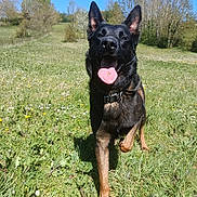 Max a rejoint le concours — aidez-le/la à gagner de superbes lots ! animal, blue_sky, canine, collar, dog, ears_up, field, grass, happy, muzzle, nature, outdoor, pet, playful, running, spring, sunny, tongue_out, trees, wildflowers