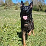 dog, canine, pet, animal, grass, field, wildflowers, spring, outdoor, nature, sunny, blue_sky, trees, tongue_out, happy, running, collar, ears_up, muzzle, playful