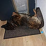 dog, german_shepherd, indoor, mat, floor, door, wall, relaxed, pet, animal, lying_down, canine, fur, collar, home, resting, brown, black, domestic, companion