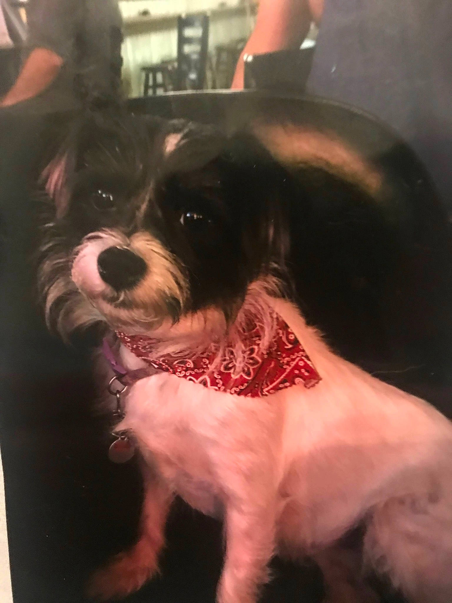 Laney joined the competition — help win amazing prizes! canidae, carnivore, collar, companion_dog, dog, dog_breed, dog_clothes, dog_collar, dog_supply, event, fashion_accessory, fur, leash, non_sporting_group, small_terrier, terrier, toy_dog, whiskers, working_animal, working_dog