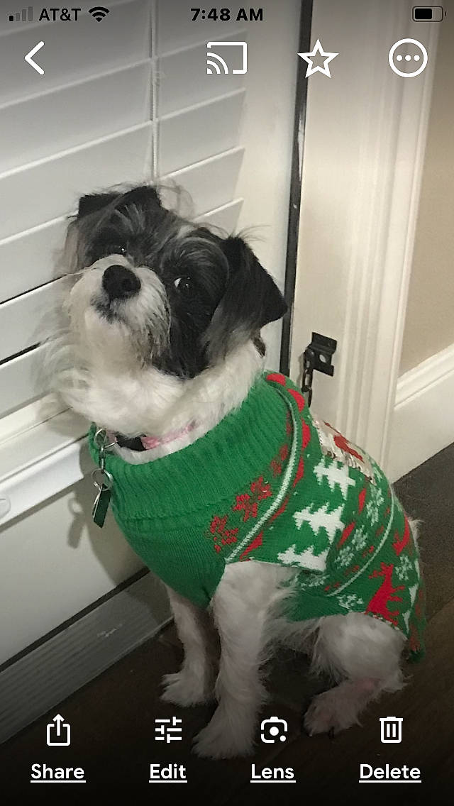 Laney joined the competition — help win amazing prizes! canidae, carnivore, collar, companion_dog, dog, dog_breed, dog_clothes, dog_collar, dog_supply, door, event, fashion_accessory, fur, pet_supply, small_terrier, snout, sporting_group, tail, toy_dog, working_animal