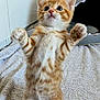 Mango joined the competition — help win amazing prizes! kitten, orange_tabby, standing, towel, indoor, pet_bed, shark_bed, curious, wide_eyes, soft_texture, feline, young_cat, cute, paw, fur, whiskers, animal, pet, cozy, playful