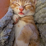 Mango joined the competition — help win amazing prizes! kitten, cat, sleeping, orange_tabby, paw, blanket, cozy, cute, pet, fur, nap, whiskers, pink_nose, relaxed, cuddle, indoor, animal, soft, snuggled, domestic_cat