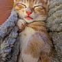 kitten, cat, sleeping, orange_tabby, paw, blanket, cozy, cute, pet, fur, nap, whiskers, pink_nose, relaxed, cuddle, indoor, animal, soft, snuggled, domestic_cat