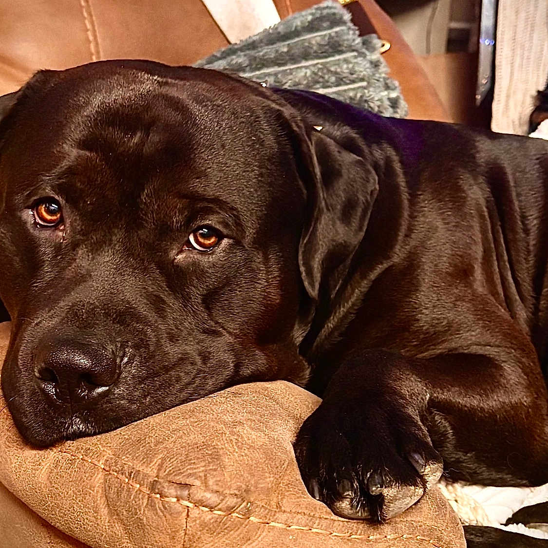 Zurick Orr is registered to the contest to win money with this photo: animal, armchair, black_dog, brown_furniture, closeup, companion, cozy, cute, dog, domestic_animal, fur, home, indoor, nail, paw, pet, portrait, relaxed, resting, snout