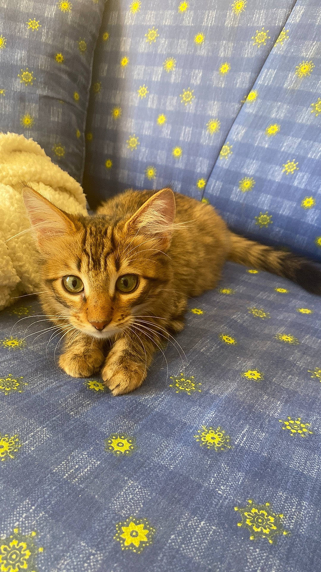 Missy participe au concours pour gagner de l'argent avec cette photo : brown, carnivore, cat, claw, comfort, domestic_short_haired_cat, felidae, flooring, fur, pattern, small_to_medium_sized_cats, tail, terrestrial_animal, whiskers