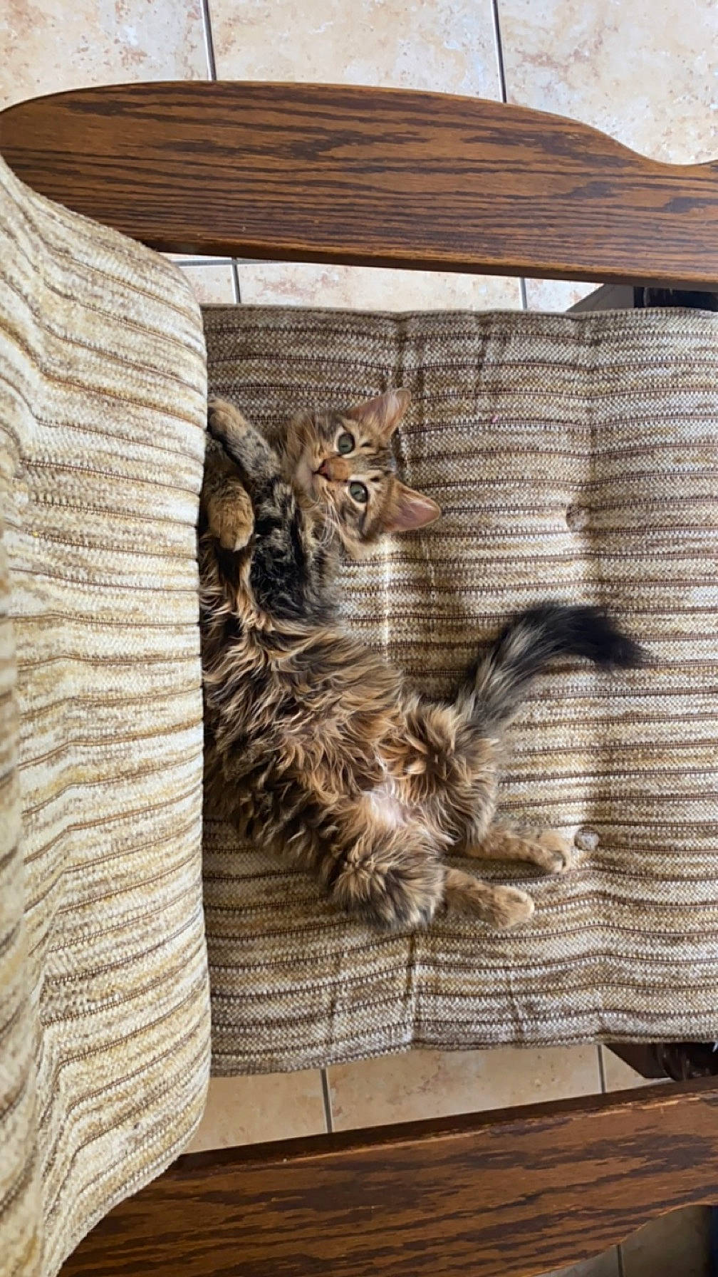 Missy a rejoint le concours — aidez-le/la à gagner de superbes lots ! carnivore, cat, comfort, domestic_short_haired_cat, fawn, felidae, flooring, fur, grey, hardwood, pattern, rectangle, room, small_to_medium_sized_cats, tail, terrestrial_animal, whiskers, window, wood, wood_stain