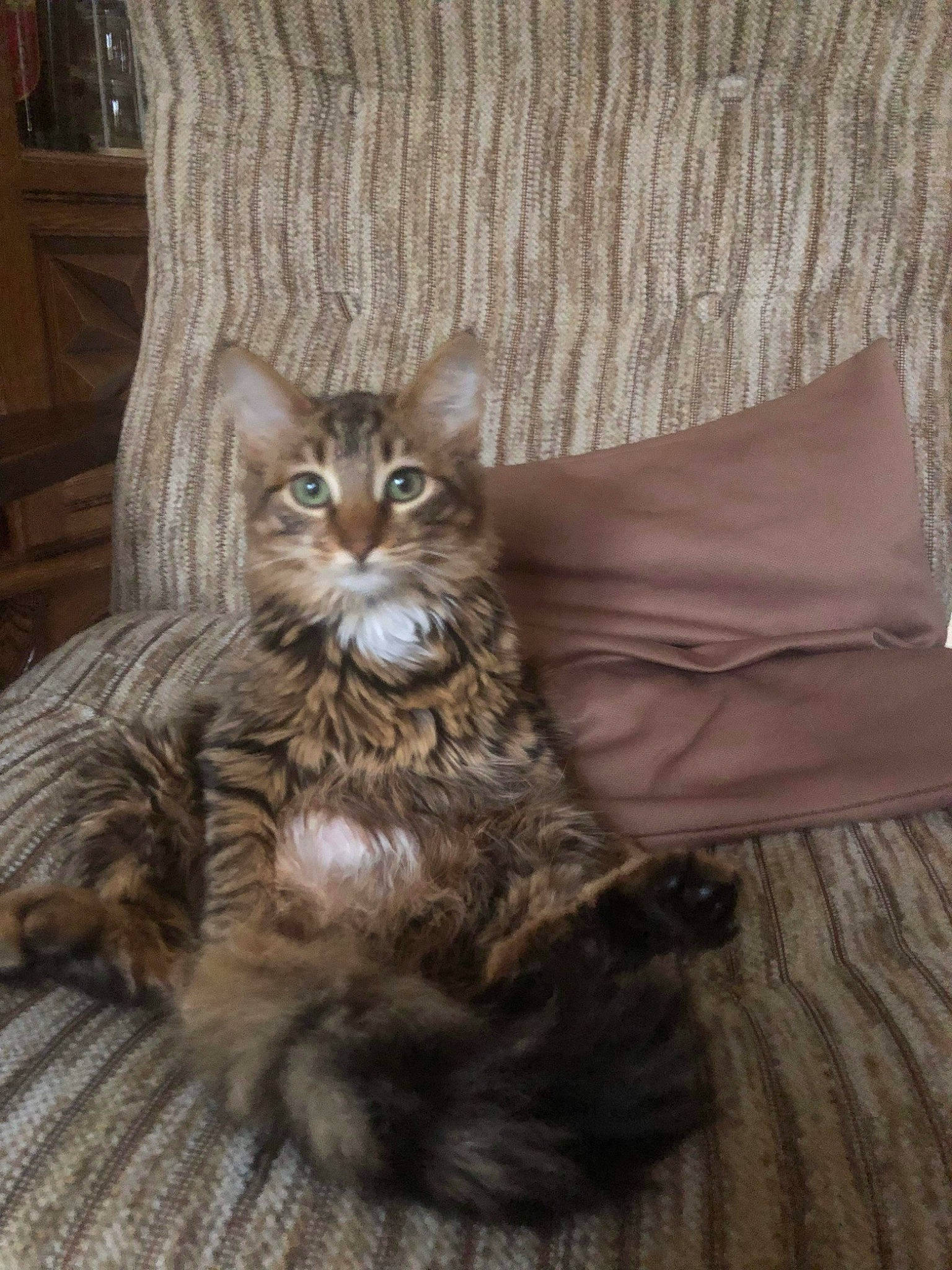 Missy a rejoint le concours — aidez-le/la à gagner de superbes lots ! carnivore, cat, chair, claw, comfort, couch, domestic_short_haired_cat, drawer, felidae, fur, furniture, grey, hardwood, sitting, small_to_medium_sized_cats, tail, terrestrial_animal, whiskers, window, wood