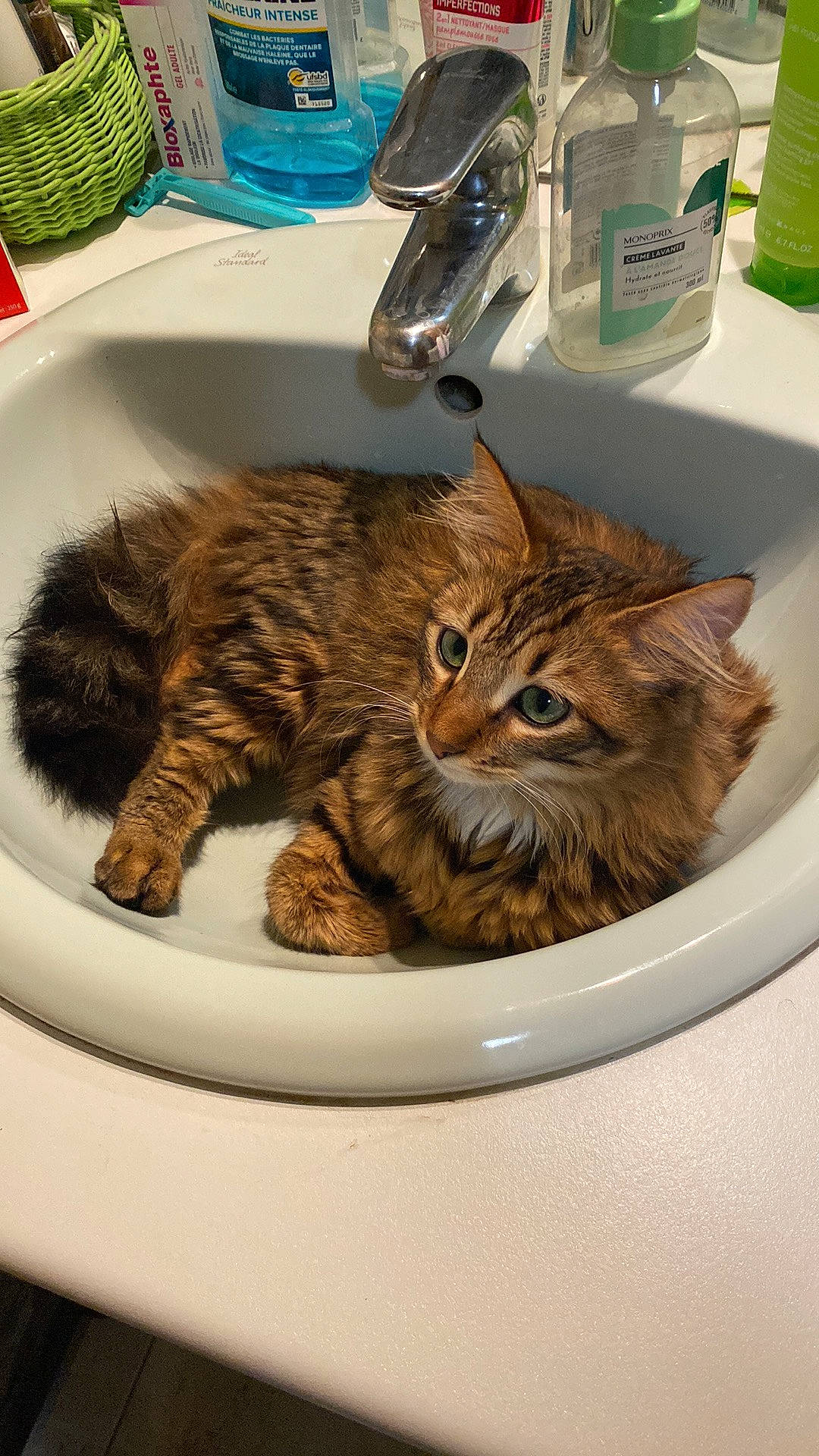 Missy a rejoint le concours — aidez-le/la à gagner de superbes lots ! bathroom, carnivore, cat, ceramic, claw, domestic_short_haired_cat, felidae, fluid, fur, plumbing, plumbing_fixture, room, sink, small_to_medium_sized_cats, soap_dispenser, tail, tap, terrestrial_animal, whiskers
