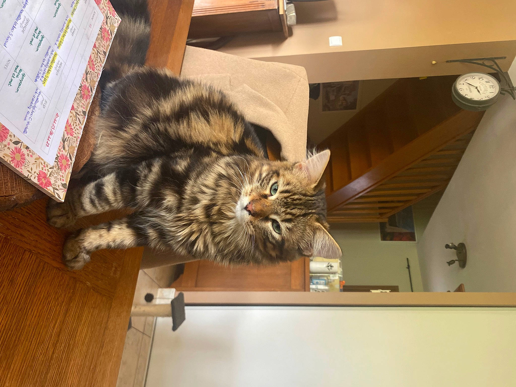 Yumi participe au concours pour gagner de l'argent avec cette photo : box, cardboard, carnivore, cat, comfort, domestic_short_haired_cat, drawer, felidae, flooring, fur, hardwood, paw, publication, room, small_to_medium_sized_cats, tail, whiskers, wood