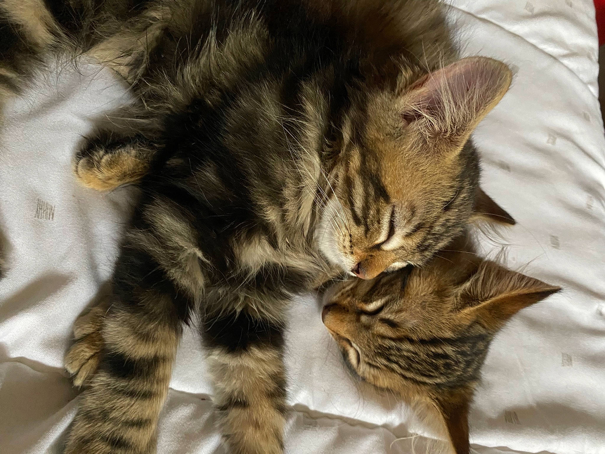 Yumi participe au concours pour gagner de l'argent avec cette photo : carnivore, cat, claw, close_up, comfort, domestic_short_haired_cat, fawn, felidae, fur, nap, paw, sleep, small_to_medium_sized_cats, snout, tail, terrestrial_animal, vertebrate, whiskers, wildlife