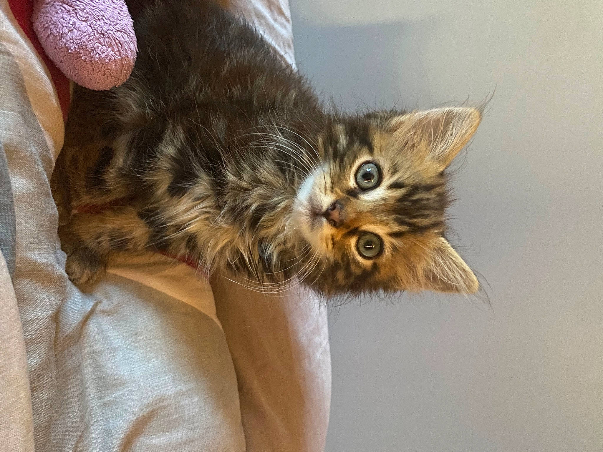 Yumi a rejoint le concours — aidez-le/la à gagner de superbes lots ! carnivore, cat, claw, comfort, domestic_short_haired_cat, felidae, fur, maine_coon, paw, small_to_medium_sized_cats, tail, whiskers