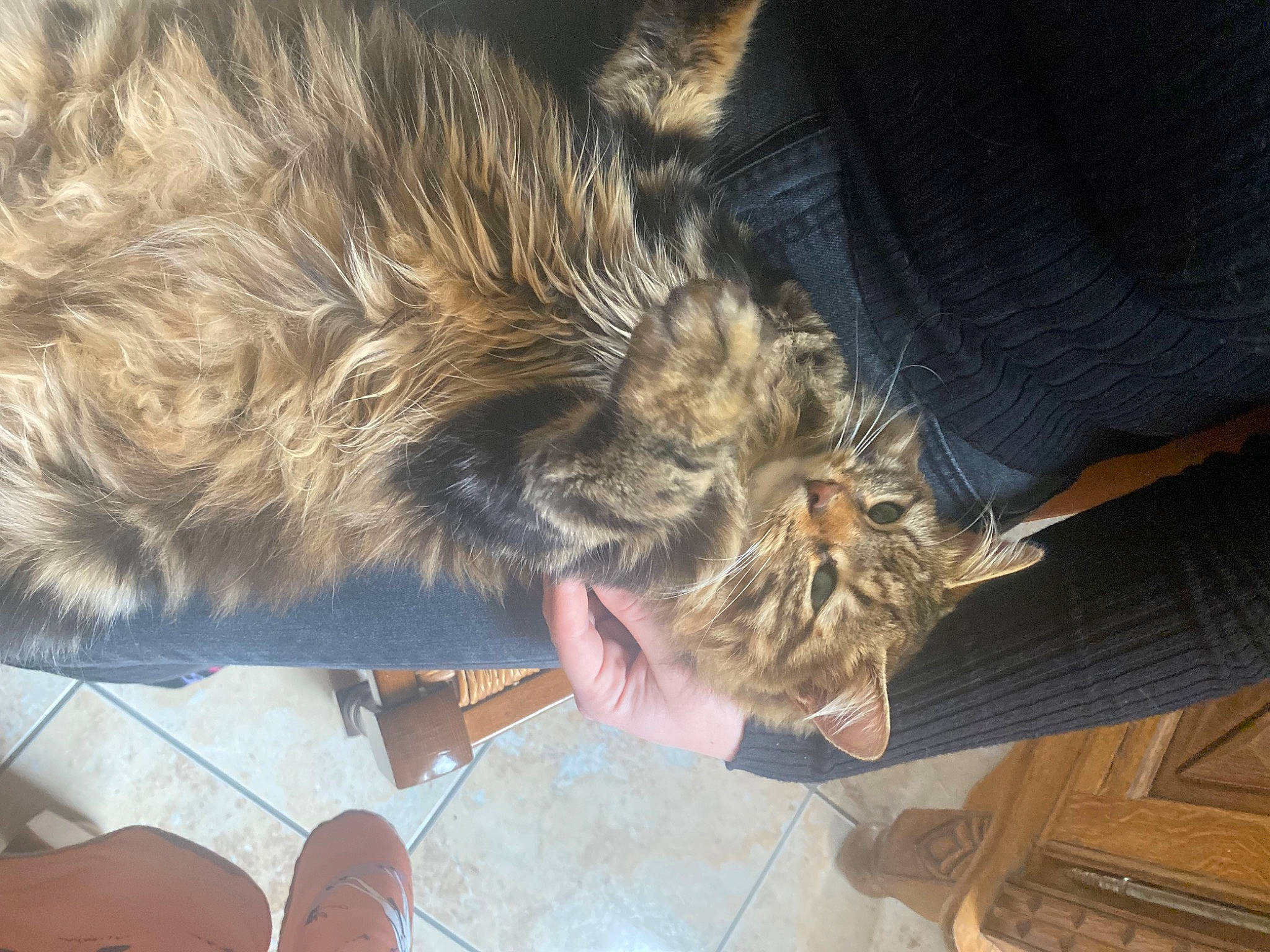 Yumi participe au concours pour gagner de l'argent avec cette photo : canidae, carnivore, cat, claw, comfort, companion_dog, dog_breed, domestic_short_haired_cat, fawn, felidae, fur, nap, paw, small_to_medium_sized_cats, snout, sporting_group, tail, terrier, whiskers, wood