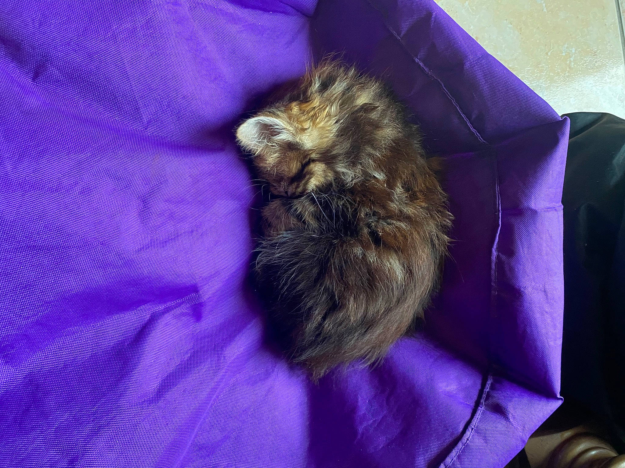 Yumi a rejoint le concours — aidez-le/la à gagner de superbes lots ! canidae, carnivore, cat, claw, comfort, companion_dog, dog_breed, domestic_short_haired_cat, electric_blue, fawn, felidae, fur, linens, magenta, nap, purple, small_to_medium_sized_cats, snout, violet, whiskers