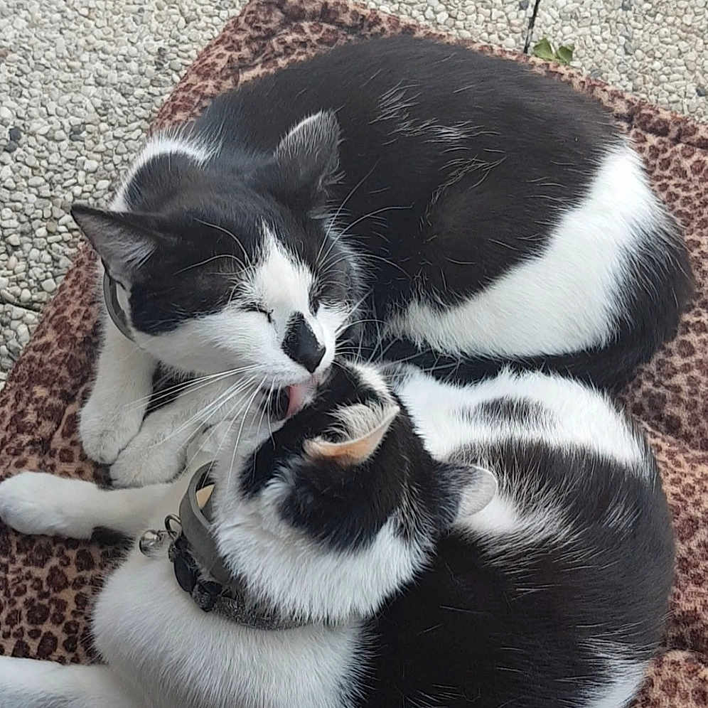 Curly Et Cooky