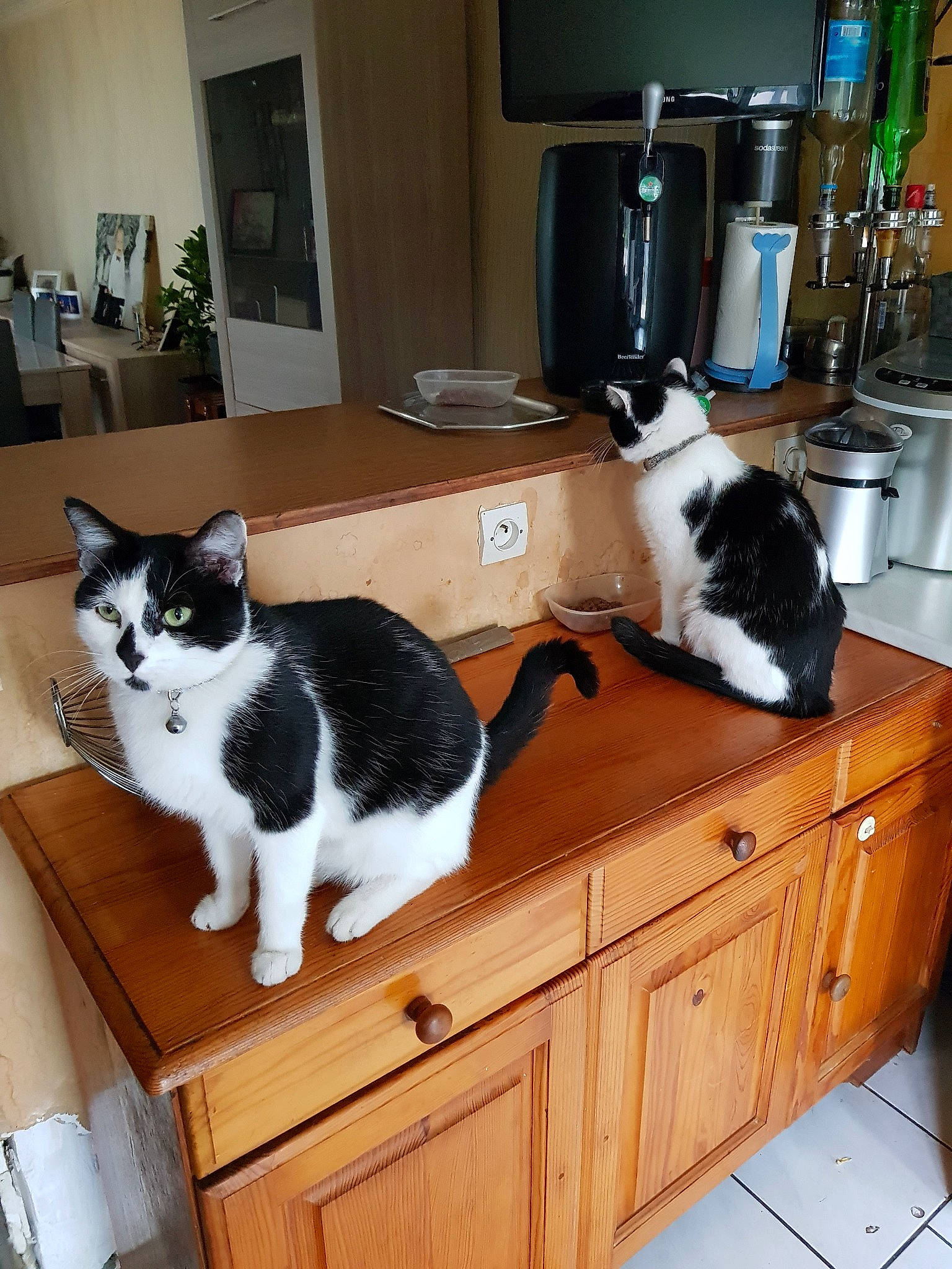 Curly Et Cooky participe au concours pour gagner de l'argent avec cette photo : carnivore, cat, domestic_short_haired_cat, european_shorthair, felidae, furniture, japanese_bobtail, polydactyl_cat, room, small_to_medium_sized_cats, whiskers