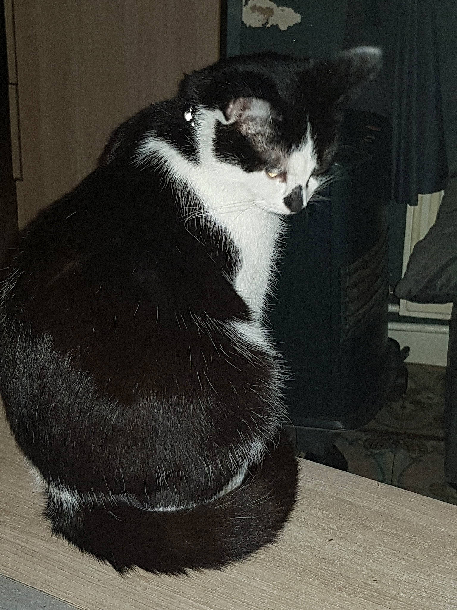 Curly Et Cooky a rejoint le concours — aidez-le/la à gagner de superbes lots ! asian, black, black_and_white, black_cat, carnivore, cat, domestic_short_haired_cat, ear, european_shorthair, felidae, fur, polydactyl_cat, small_to_medium_sized_cats, snout, tail, whiskers