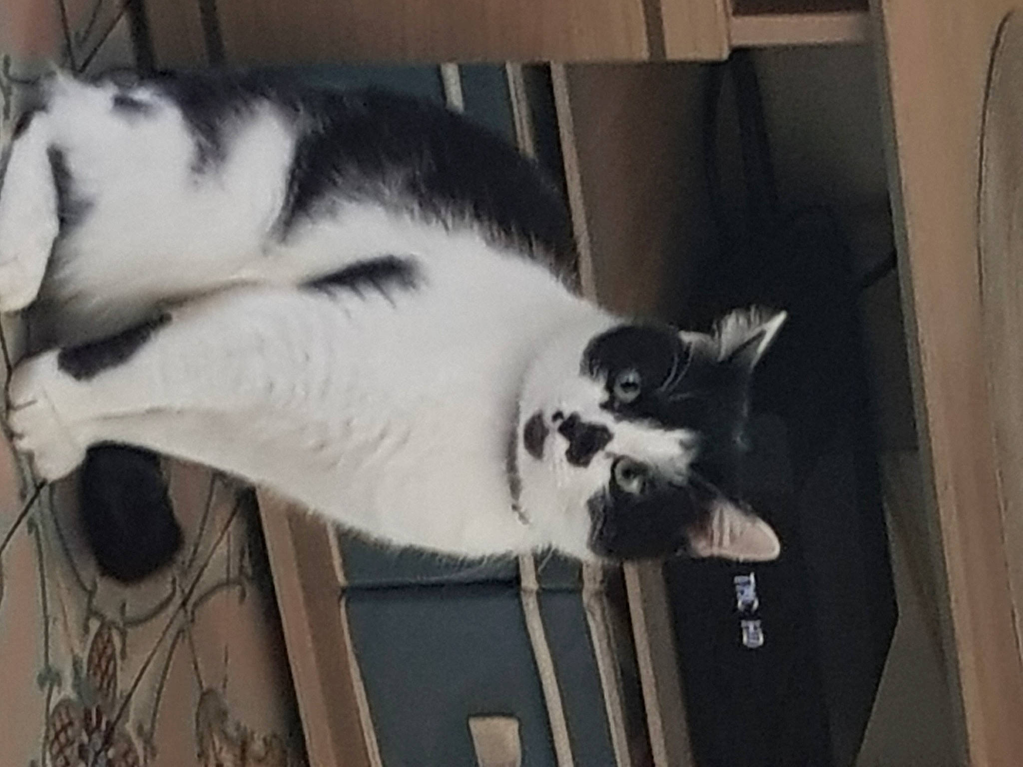 Curly Et Cooky a rejoint le concours — aidez-le/la à gagner de superbes lots ! carnivore, cat, domestic_short_haired_cat, felidae, fur, japanese_bobtail, kitten, paw, polydactyl_cat, small_to_medium_sized_cats, snout, tail, whiskers