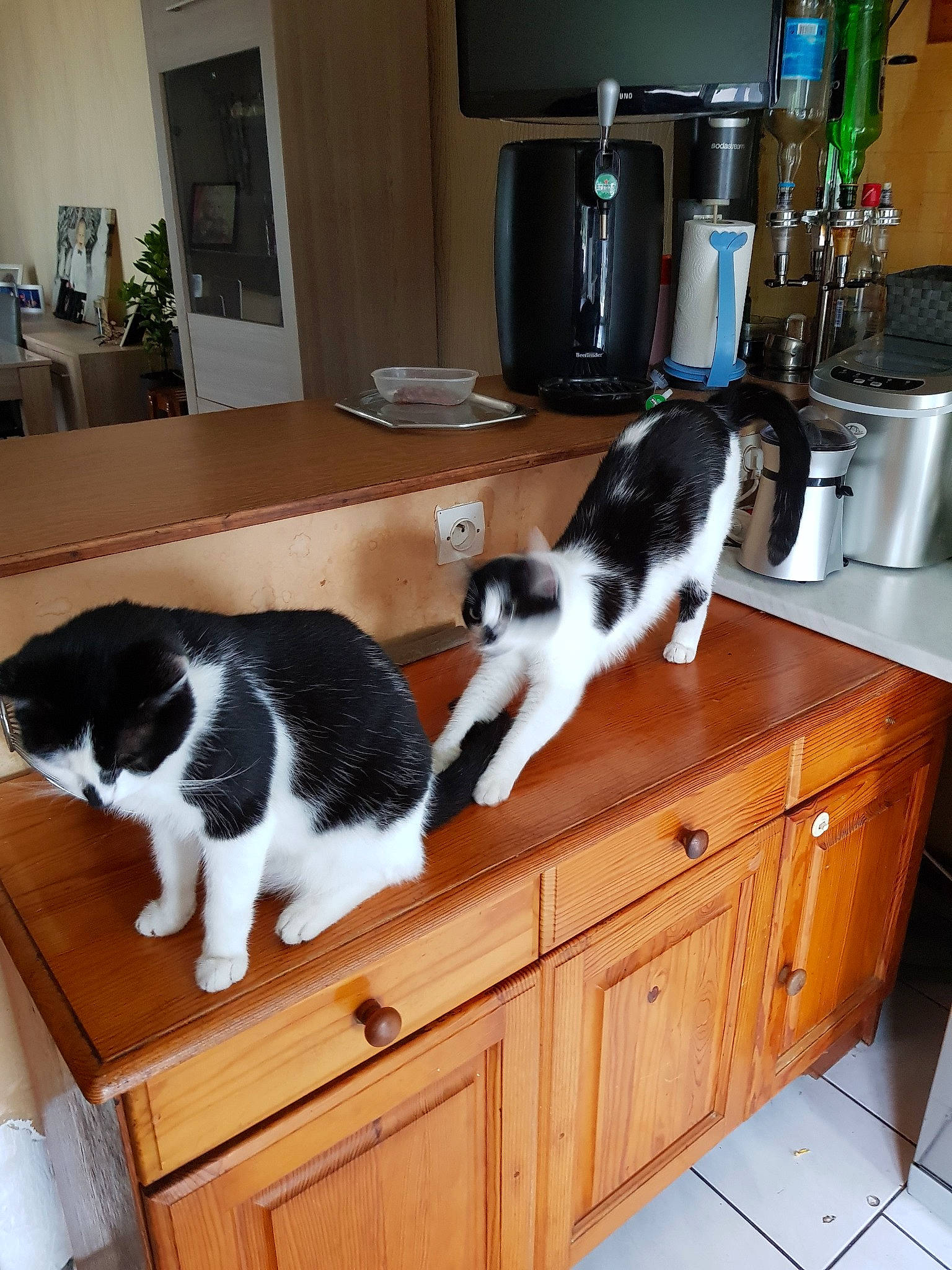 Curly Et Cooky participe au concours pour gagner de l'argent avec cette photo : canidae, carnivore, cat, european_shorthair, felidae, furniture, small_to_medium_sized_cats, tail