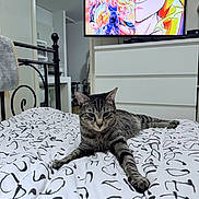 Zizou participe au concours pour gagner de l'argent avec cette photo : anime, bed, bedding, black_and_white, blanket, cat, cozy, dragon_ball_z, dresser, furniture, home, indoor, pet, relaxed, resting, room, script_pattern, striped, tabby_cat, television