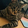 Zizou participe au concours pour gagner de l'argent avec cette photo : cat, tabby, pet, animal, indoor, feline, desk, paw, curious, relaxed, closeup, striped, chair, mouse_pad, wood, fur, whiskers, eyes, resting, cozy