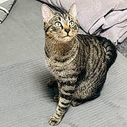 Zizou a rejoint le concours — aidez-le/la à gagner de superbes lots ! alert, animal, blanket, cat, cozy, curious, cute, feline, fur, gray, home, indoor, paw, pet, relaxed, sitting, soft, striped, tabby, whiskers