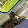 cat, tabby, animal, pet, indoor, window, sunlight, train, seat, relaxed, striped, fur, whiskers, ears, paws, side_view, nature, grass, trees, travel