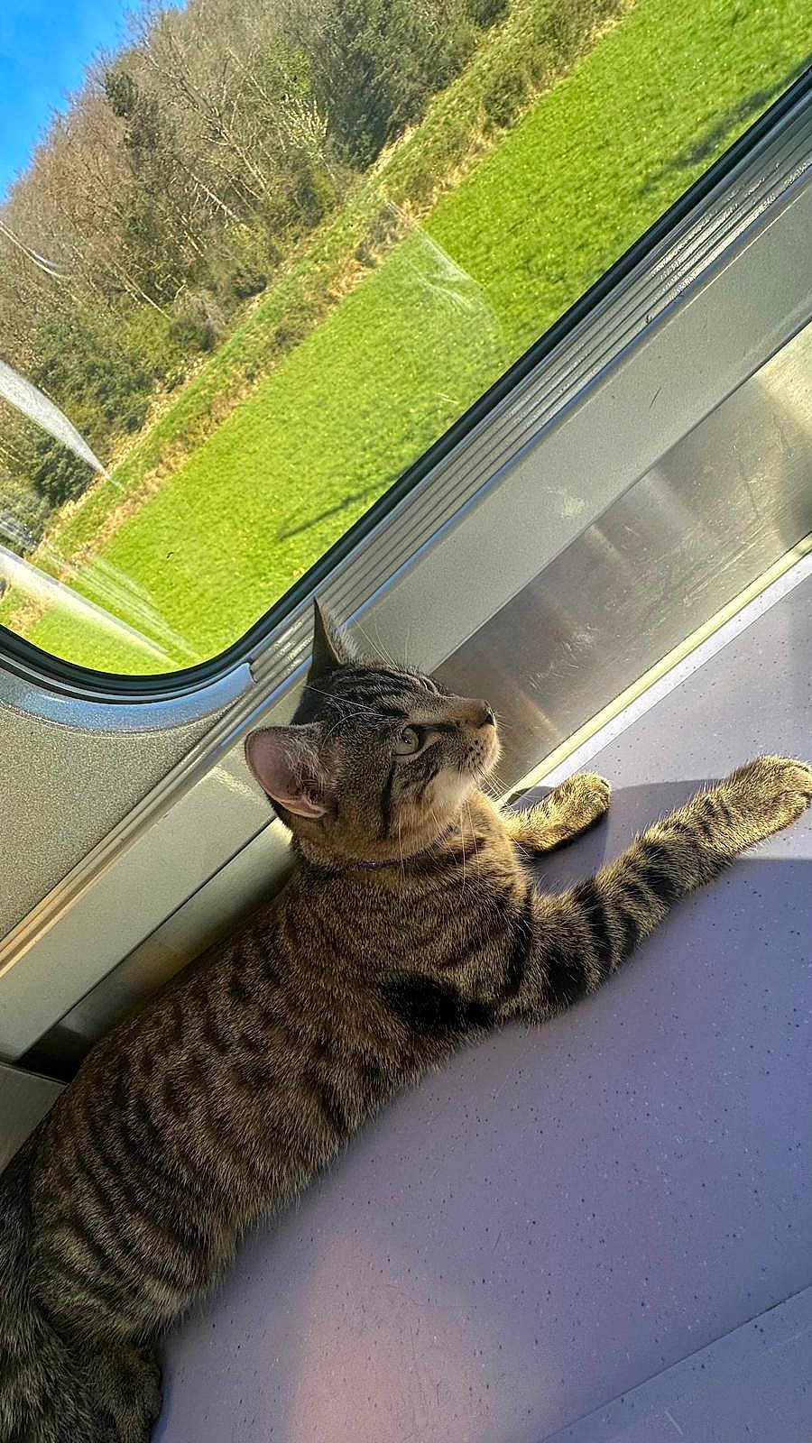 Zizou participe au concours pour gagner de l'argent avec cette photo : cat, tabby, animal, pet, indoor, window, sunlight, train, seat, relaxed, striped, fur, whiskers, ears, paws, side_view, nature, grass, trees, travel