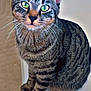 animal, cat, close_up, curious, cute, domestic_cat, feline, fur, green_eyes, household, indoor, looking_at_camera, mammal, pet, portrait, sitting, soft_background, striped, tabby, whiskers