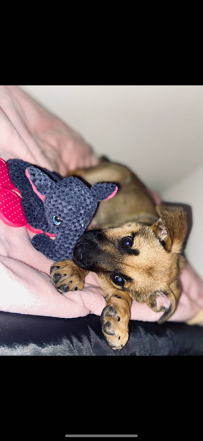 Nalha a rejoint le concours — aidez-le/la à gagner de superbes lots ! canidae, carnivore, dog, dog_breed, fawn, mammal, paw, puppy, snout