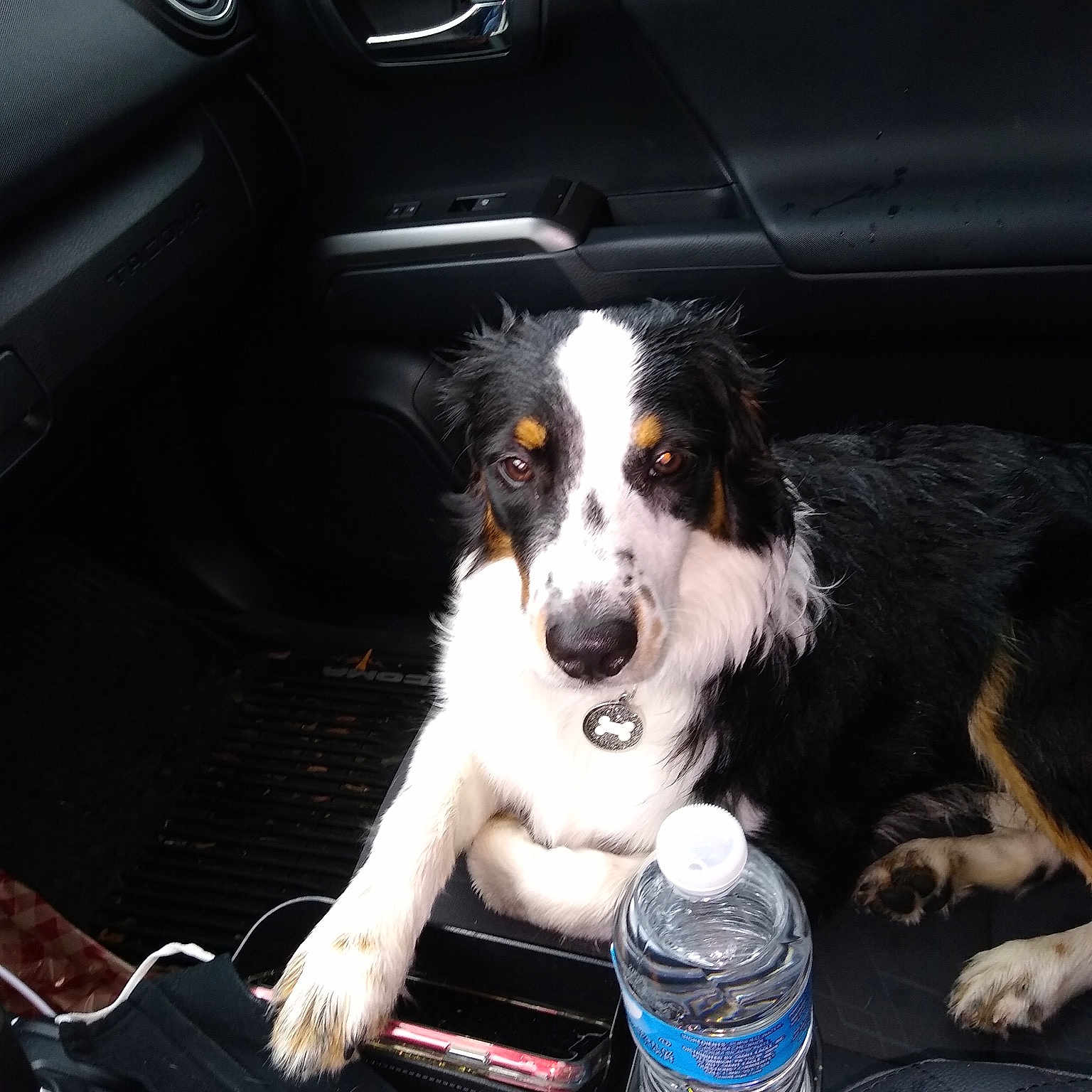 Beau is registered to the contest to win money with this photo: auto_part, automotive_design, automotive_exterior, bottle, car, car_seat, car_seat_cover, carnivore, companion_dog, dog, dog_breed, family_car, luxury_vehicle, mineral_water, motor_vehicle, personal_luxury_car, sporting_group, vehicle, vehicle_door, windshield
