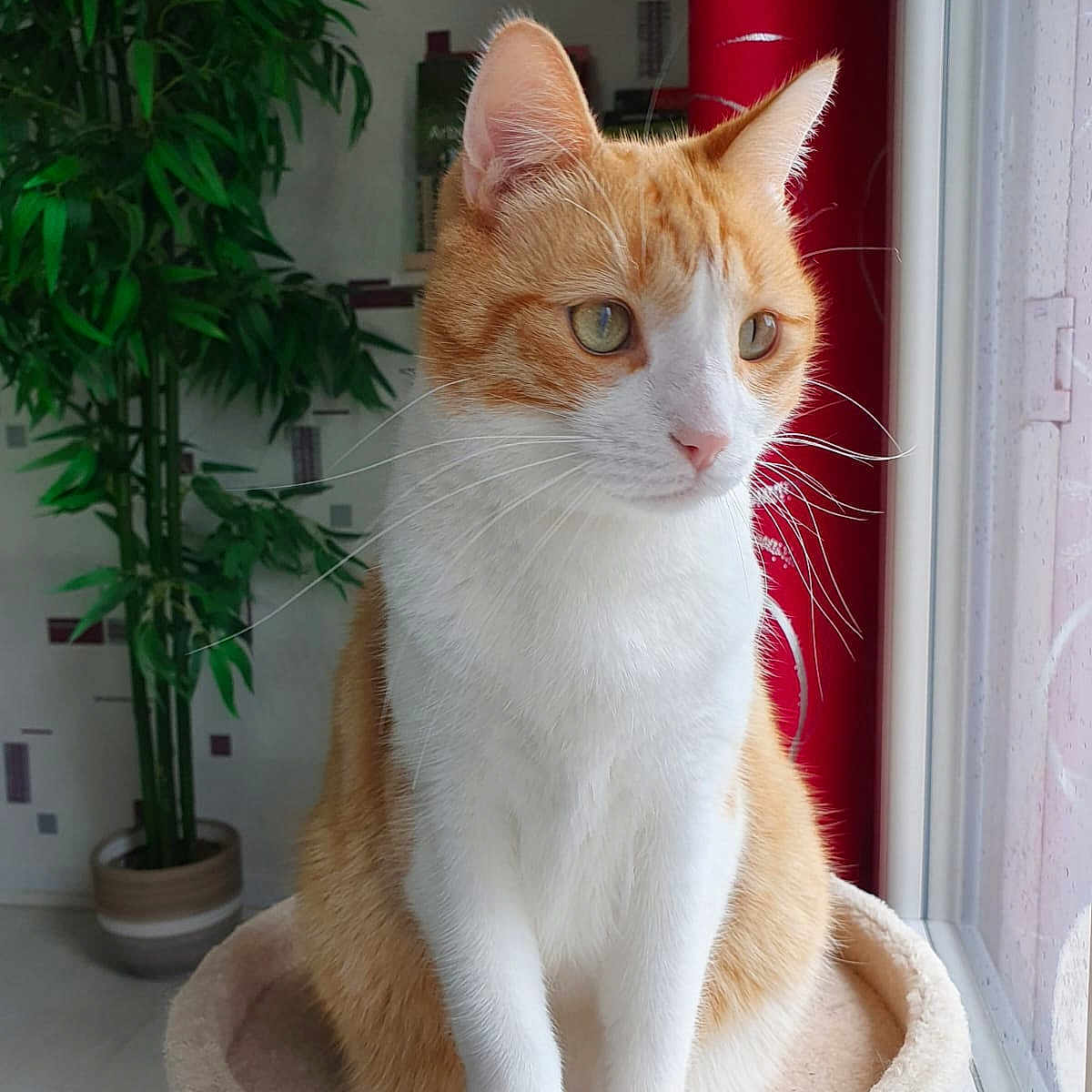 Jack a rejoint le concours — aidez-le/la à gagner de superbes lots ! abyssinian, angora, animal, architecture, building, cat, foyer, furniture, green, indoors, jar, kitten, manx, pet, plant, planter, pottedplant, pottery, tree, vase