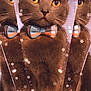 Viktor joined the competition — help win amazing prizes! cat, gray_cat, bow_tie, reflection, multiple_images, snowflakes, sparkles, close_up, yellow_eyes, whiskers, feline, portrait, indoor, cute, pet, animal, winter_theme, pattern, colorful_accessory, festive