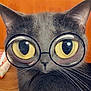 cat, gray_cat, close_up, big_eyes, glasses_filter, whiskers, cute, pet, face, indoor, funny, animal, feline, portrait, domestic_cat, head, wide_eyes, digital_filter, ears, nose