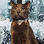 Viktor is registered to the contest to win money with this photo: cat, brown_cat, bow_tie, snow, snowflakes, window, winter, indoor, pet, animal, feline, portrait, sitting, looking_up, whiskers, ears, fur, close_up, decor, calm